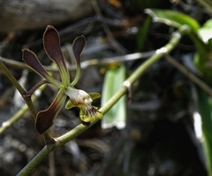 Encyclia × nizandensis