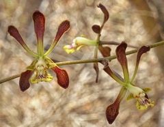 Encyclia × nizandensis