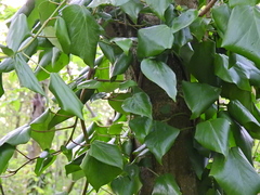 Hedera colchica