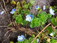 Veronica persica