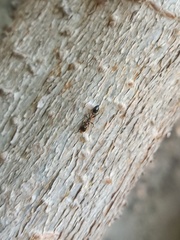 Pseudomyrmex ejectus