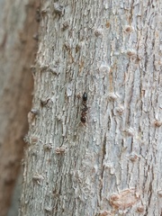 Pseudomyrmex ejectus