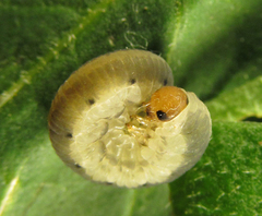 Empria
