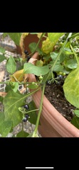 Solanum americanum