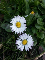 Bellis perennis