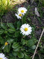 Bellis perennis