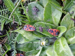 Pyrrhocoris apterus