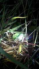 Scinax squalirostris