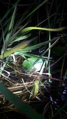 Scinax squalirostris