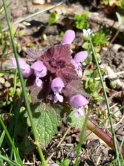 Lamium purpureum