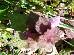 Lamium purpureum