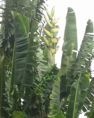 Phenakospermum guyannense