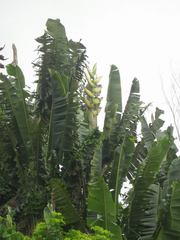 Phenakospermum guyannense