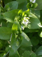 Stellaria media