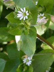 Stellaria media