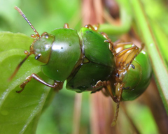 Platyphora albovirens