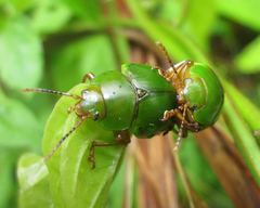 Platyphora albovirens