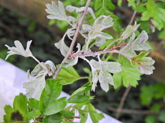 Podosphaera clandestina
