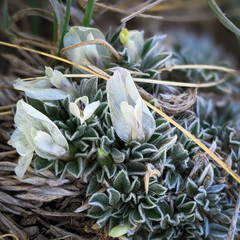 Astragalus gilviflorus