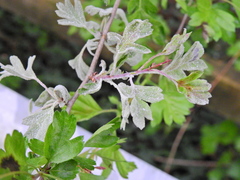 Podosphaera clandestina