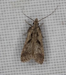 Dichomeris bilobella