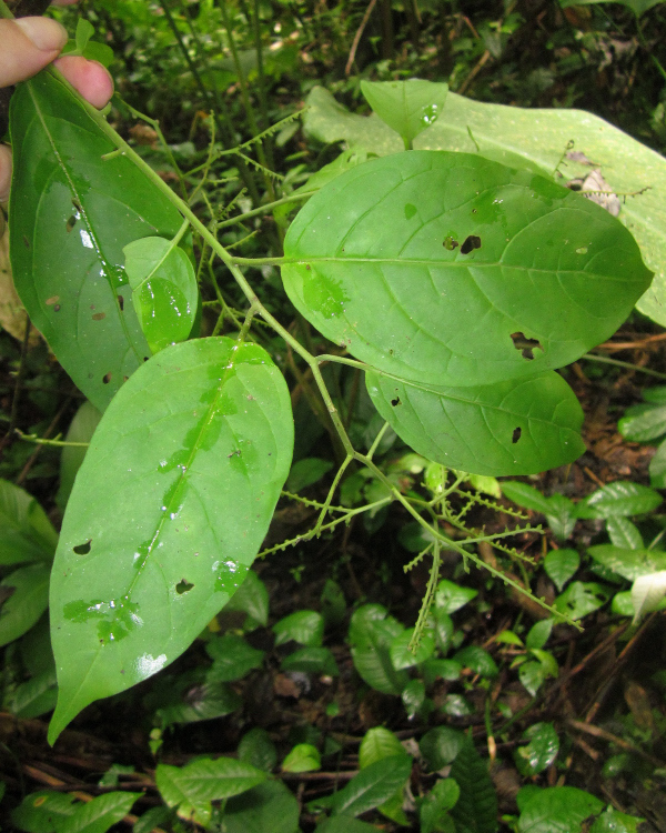 Tamarillo