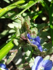 Veronica arvensis