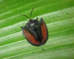 Dorynota electa