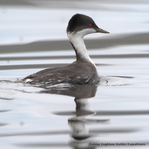 Junin Grebe