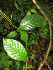 Prestonia annularis