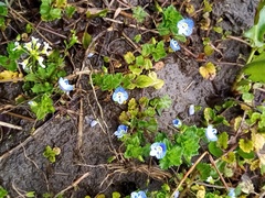 Veronica persica