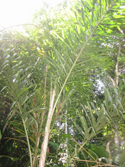 Bactris gasipaes