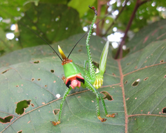 Oxyprora curvirostris