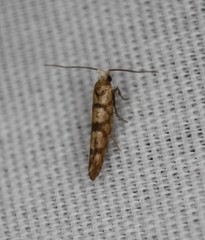 Argyresthia alternatella