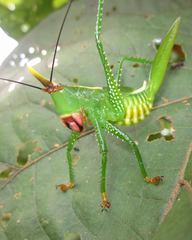 Oxyprora curvirostris