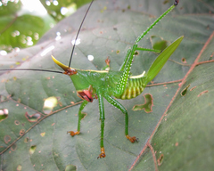 Oxyprora curvirostris