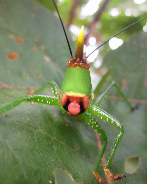 oxyprora katydids