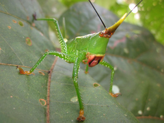 Oxyprora curvirostris