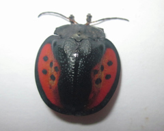 Discomorpha seckyi