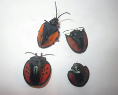 Pseudocalaspidea cassidea