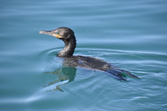Nannopterum brasilianum