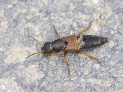 Staphylinus dimidiaticornis