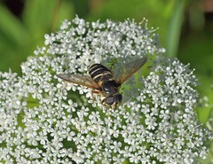 Sericomyia nigra