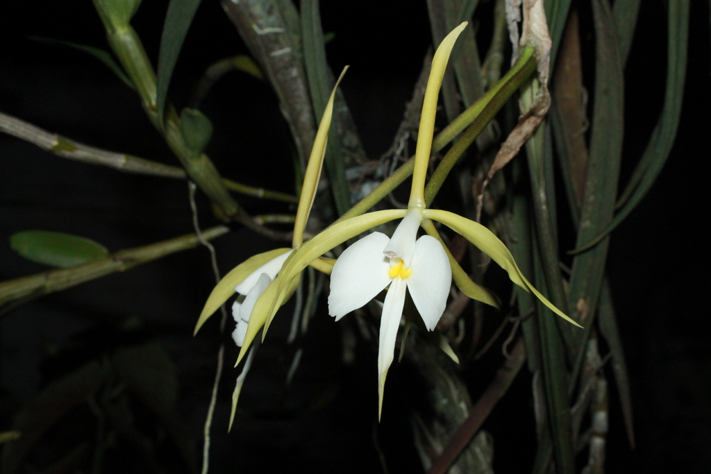 Epidendrum parkinsonianum