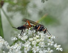 Exetastes laevigator