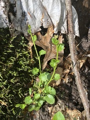 Cardamine rotundifolia
