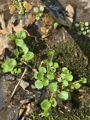 Cardamine rotundifolia