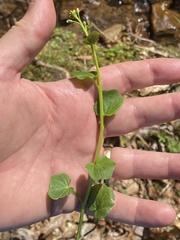 Cardamine rotundifolia