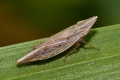 Enantiocephalus cornutus