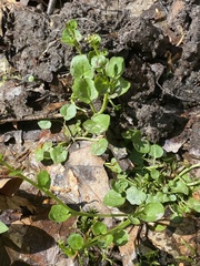 Cardamine rotundifolia